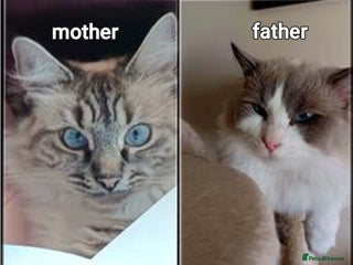 Ragdoll cats Ragdoll kittens - Advert 14