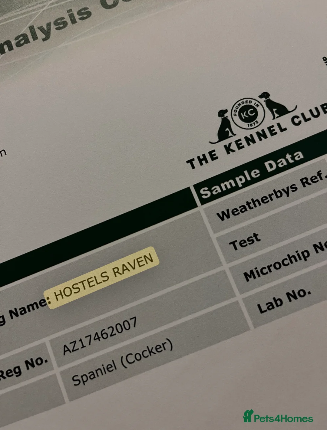 Cocker Spaniel dogs for sale: Barney- KC registered Stud dog for rehoming - Advert 3