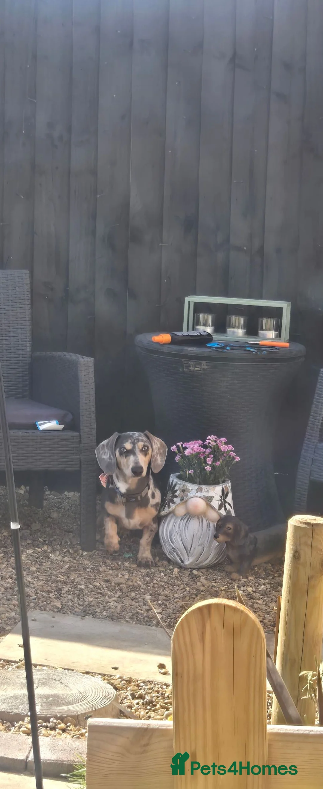Dachshund dogs for stud: Sausage for stud! - Advert 2