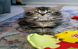 Ragdoll cats for sale: Adorable mixed Norwegian/Ragdoll left  in Dundee - Image 1
