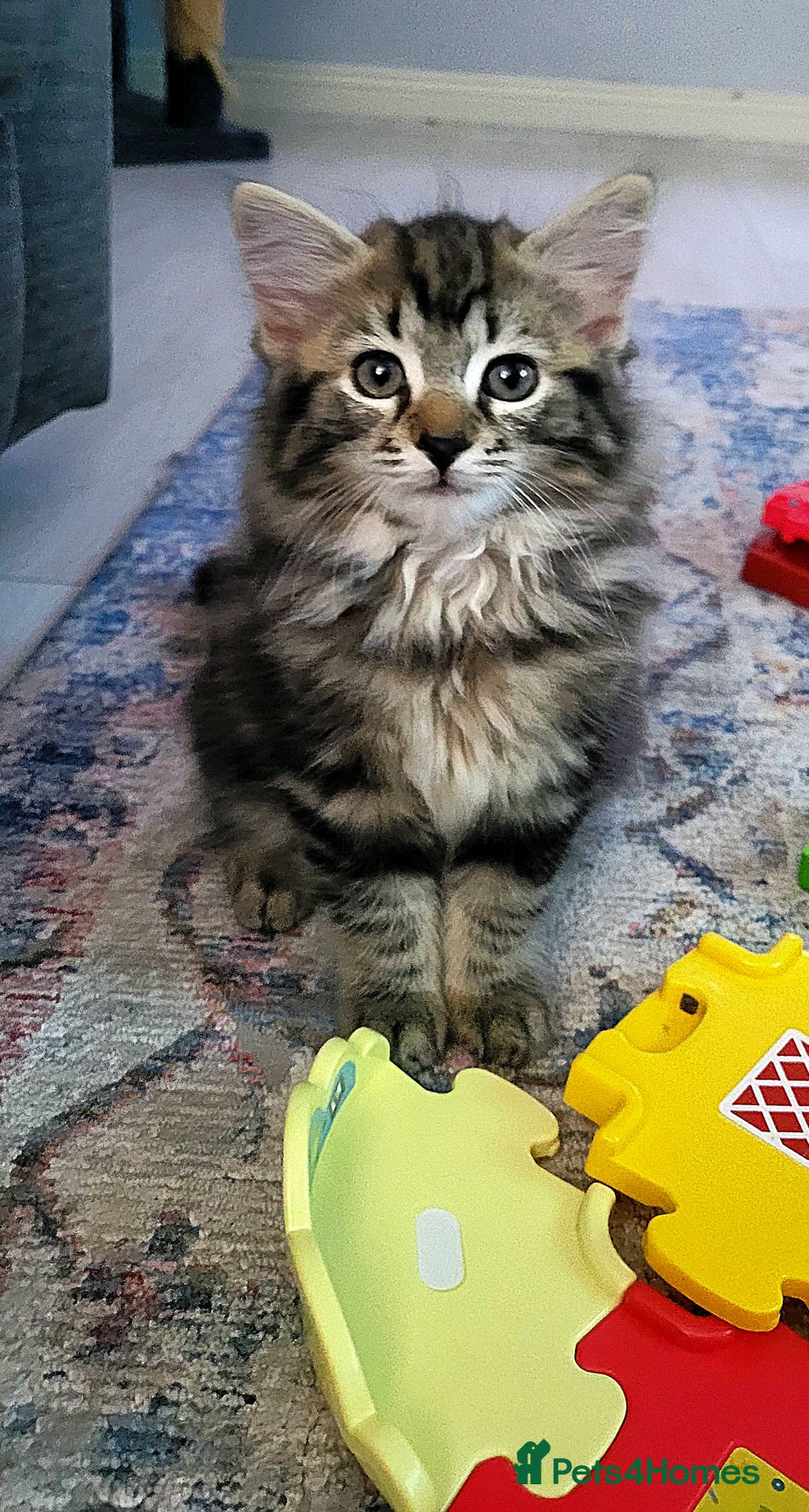 Ragdoll cats for sale: Adorable mixed Norwegian/Ragdoll left  in Dundee - Image 1
