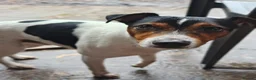Jack Russell dogs for stud: 2x jack russell for stud in Doncaster - Advert 9