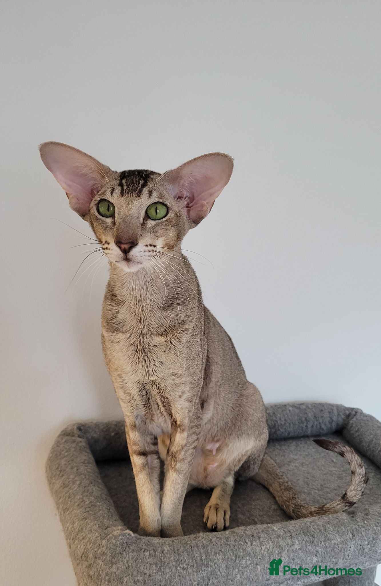 Oriental cats  Chocolate Ticked Tabby Female  Loving Home Wanted - Advert 17