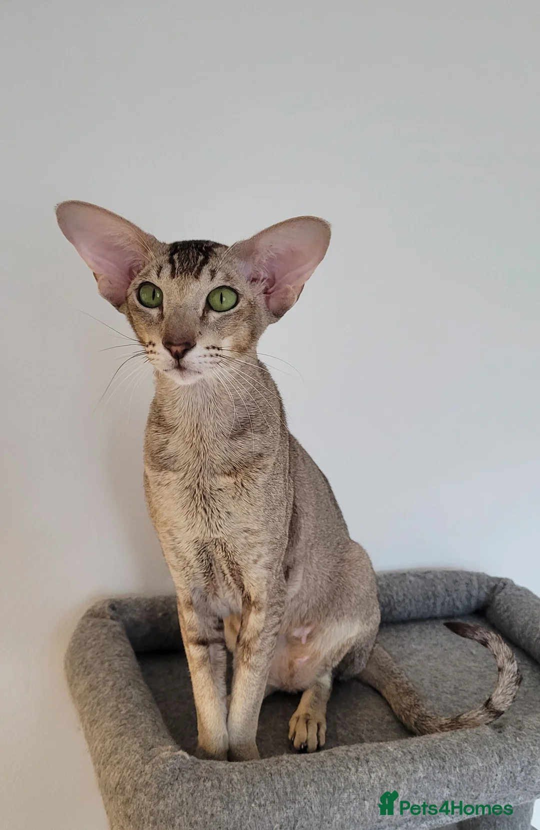 Oriental cats for sale:  Chocolate Ticked Tabby Female  Loving Home Wanted - Advert 1