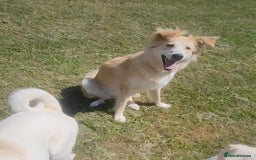 Mixed Breed dogs for adoption: Nina is approx 2 yrs old  - Image 5