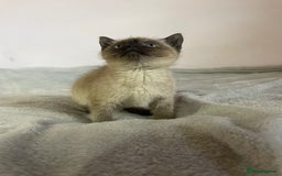 British Shorthair cats for sale: Four kittens ready to go (prices vary) - Image 13