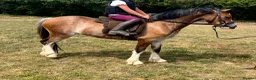 Welsh Section A horses for sale: Stunning registered Welsh section a gelding - Advert 1