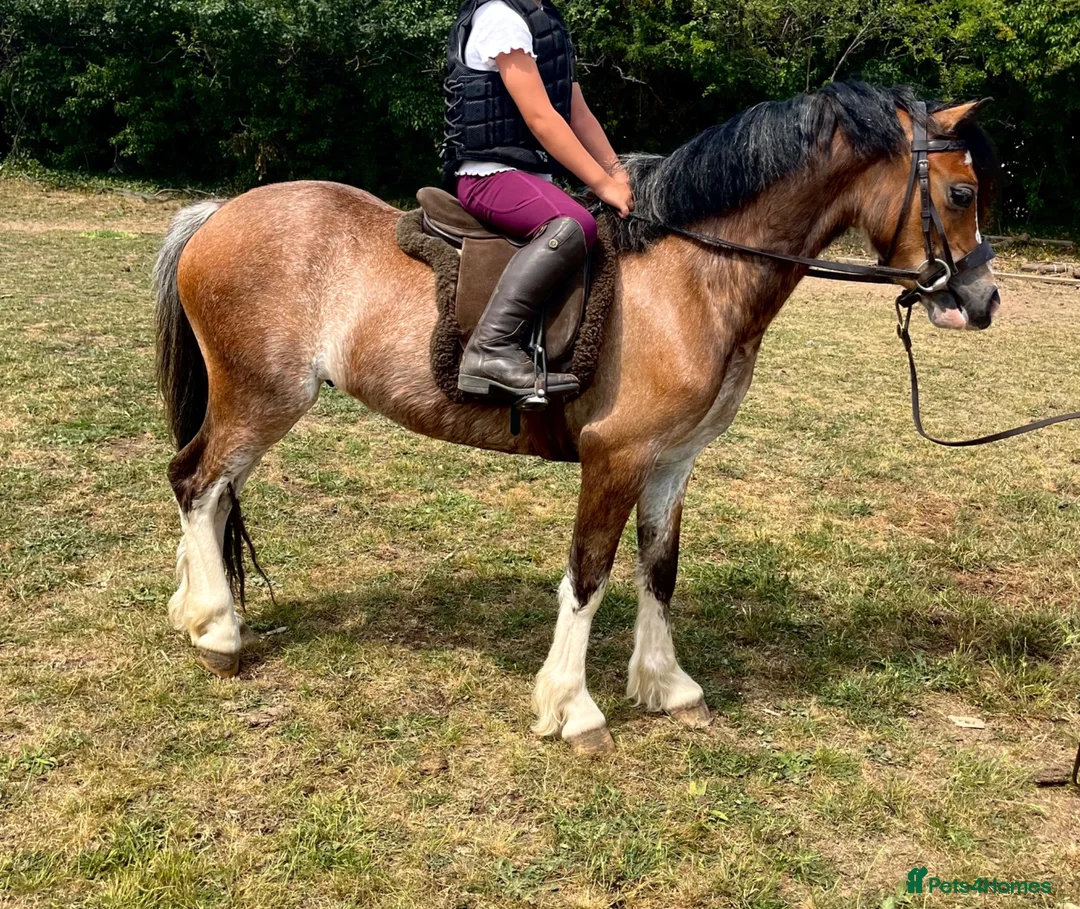 Welsh Section A horses for sale: Stunning registered Welsh section a gelding - Advert 1
