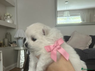 Pomeranian dogs - Advert 2