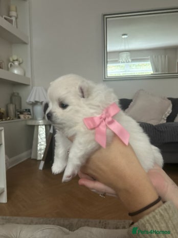 Pomeranian dogs - Advert 1