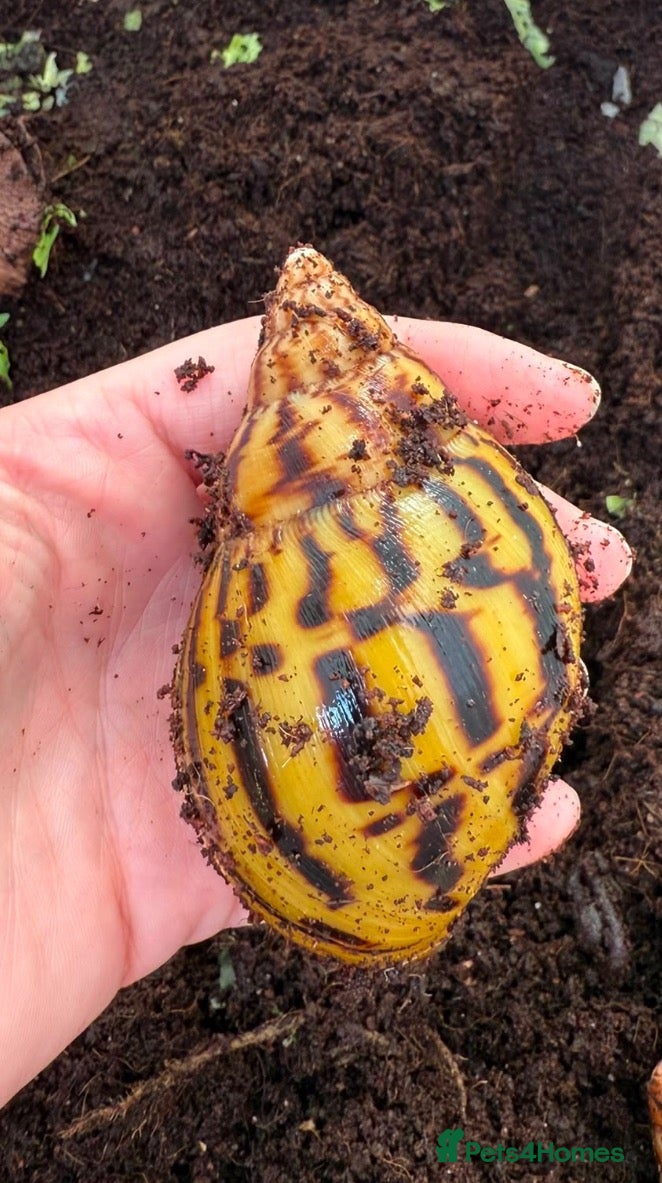Snails invertebrates Achatina tiger snail  - Advert 14