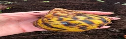 Snails invertebrates for sale: Achatina tiger snail  - Advert 1