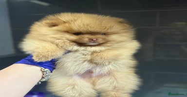 Pomeranian dogs - Advert 4