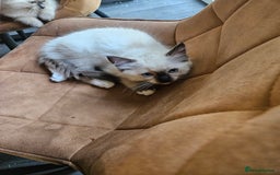 Ragdoll cats for sale: 2 beautiful, playful ragdoll kittens for sale - Image 15