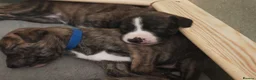 Lurcher dogs for sale: Stunning lurcher puppies - Advert 9