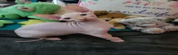 Sphynx cats for sale: Last Canadian Sphynx looking for his forever home - Advert 3