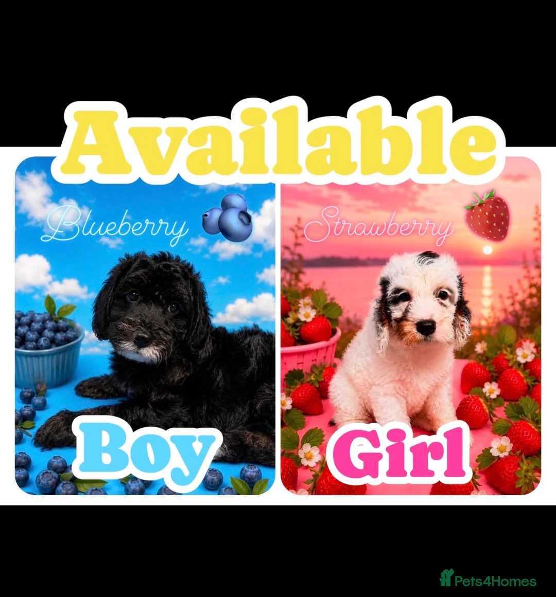 Cockapoo dogs for sale: Gorgeous F1 cockapoo puppies  - Advert 1