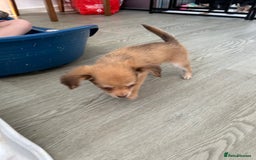 Chipoo dogs for sale: Chihuahua/poodle chipo girls - Image 5