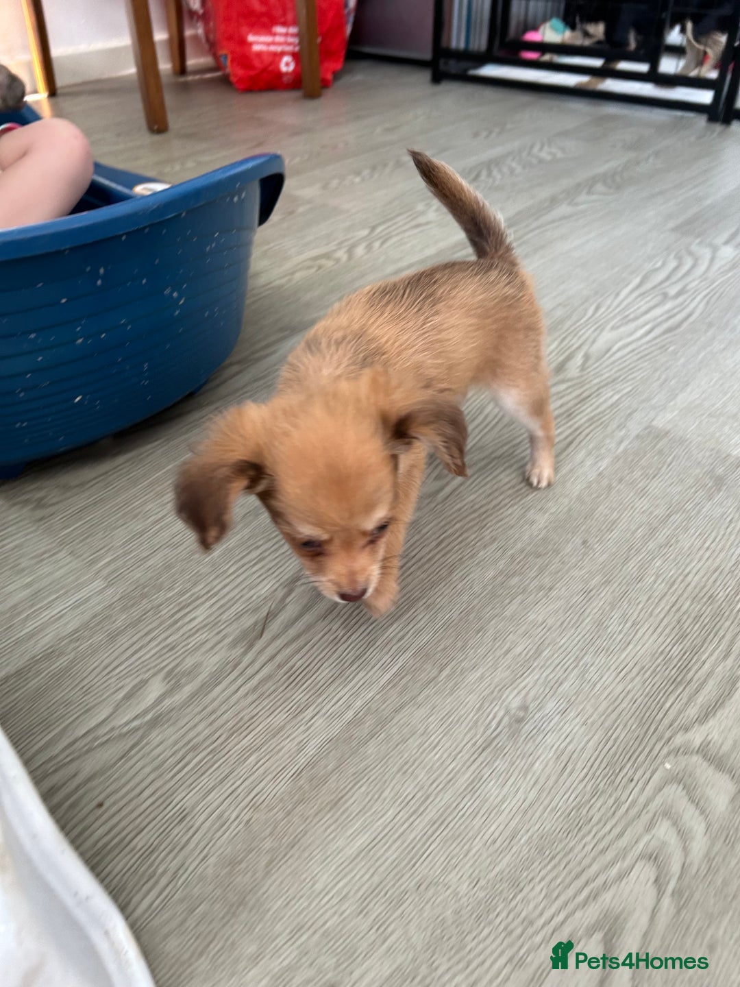 Chipoo dogs for sale: Chihuahua/poodle chipo girls - Image 5