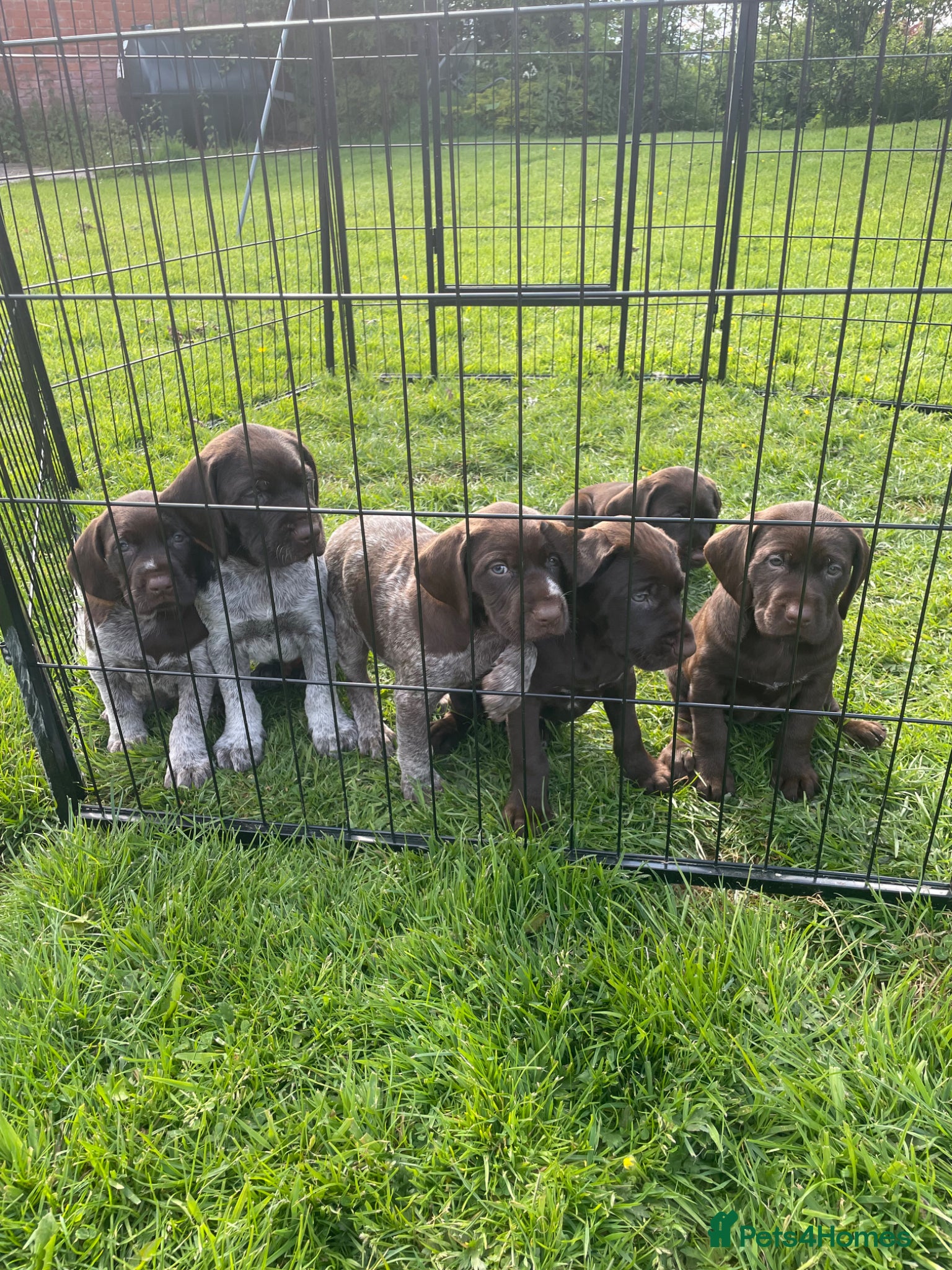Mixed Breed dogs ⭐️ 5 Beautiful Pointer puppies for sale ⭐️ - Advert 10