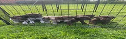 Mixed Breed dogs for sale: ⭐️ 5 Beautiful Pointer puppies for sale ⭐️ in Montgomery - Advert 1