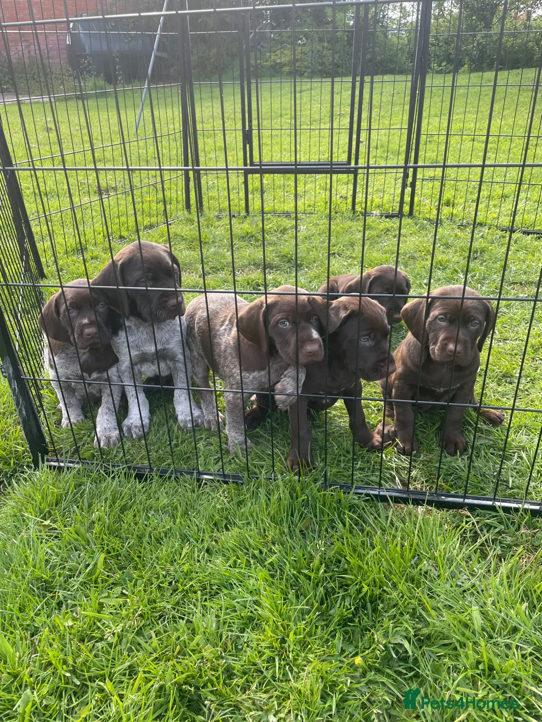Mixed Breed dogs for sale: ⭐️ 5 Beautiful Pointer puppies for sale ⭐️ in Montgomery - Advert 1