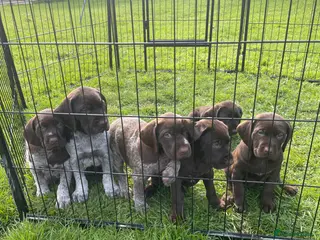 Mixed Breed dogs ⭐️ 5 Beautiful Pointer puppies for sale ⭐️ - Advert 1