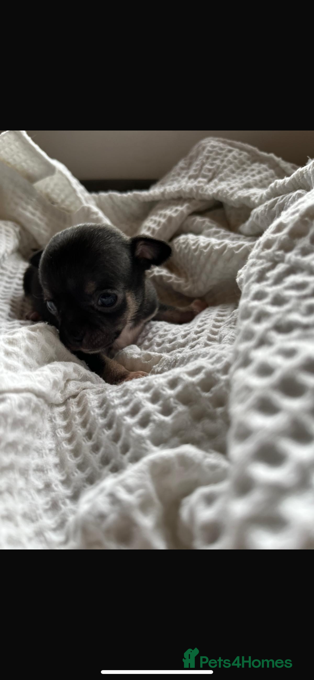 Chihuahua dogs for sale: 💛 Beautiful Chihuahua Pups – Ready 2nd Jan 26 💛 - Advert 15