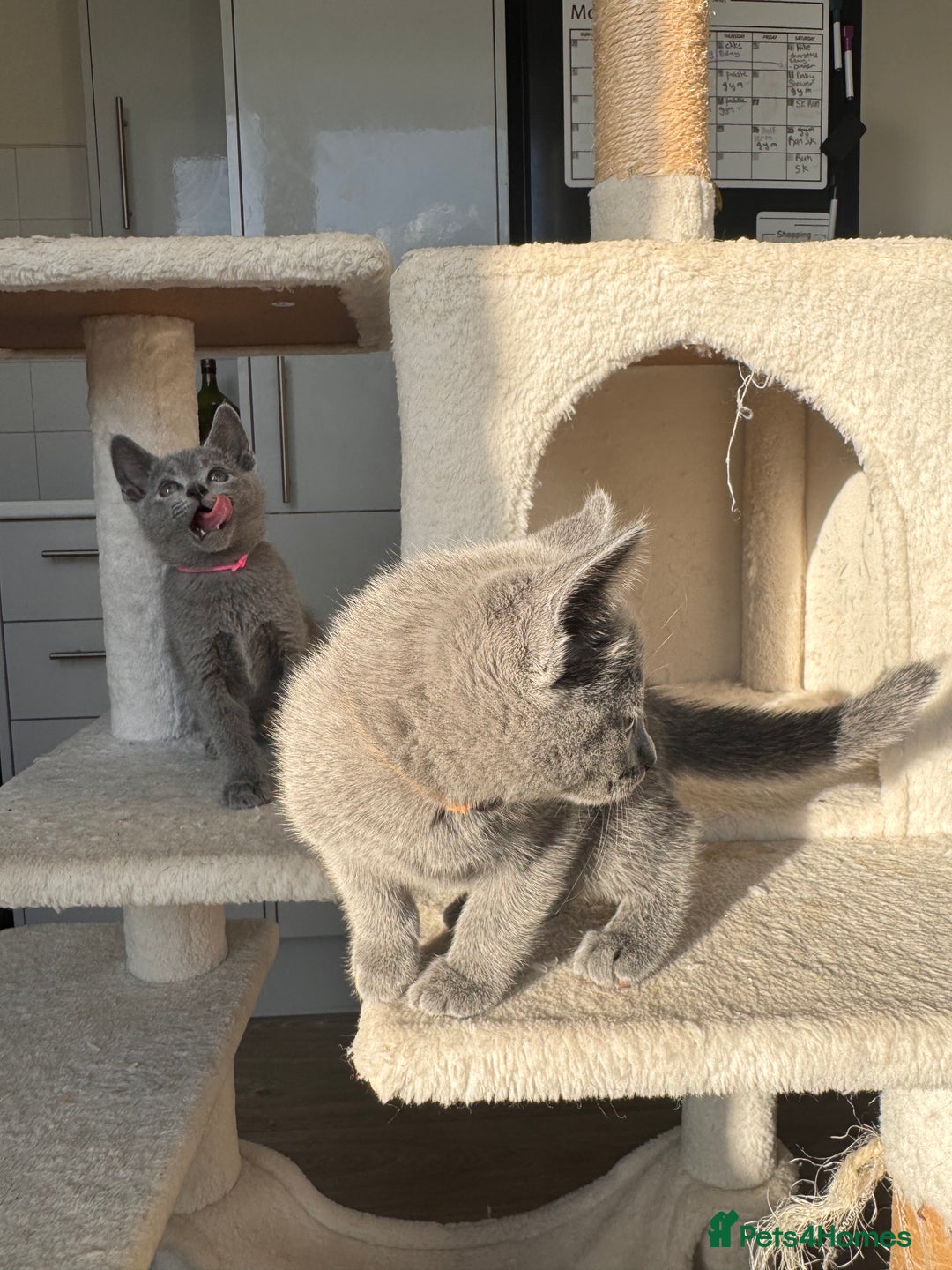 Russian Blue cats for sale: 🐾 Premium Home-Raised Russian Blue Kittens -Ready - Advert 16