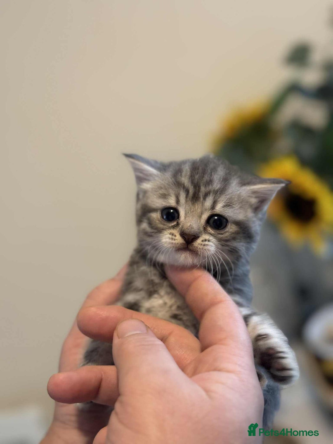 Scottish Fold cats for sale: Scottish fold kittens looking for new home! - Advert 3