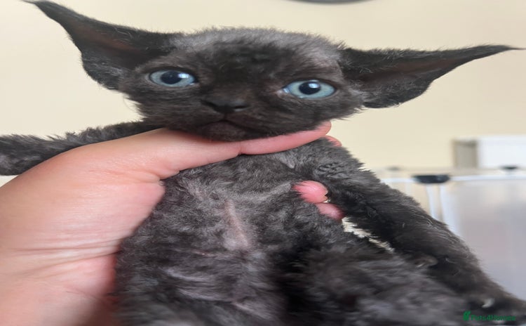 Devon Rex cats in Ramsgate - Advert 3