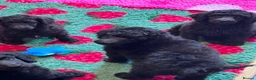 Standard Poodle dogs for sale: STANDARD POODLE PUPPIES FULLY TESTED PARENTS  - Advert 10