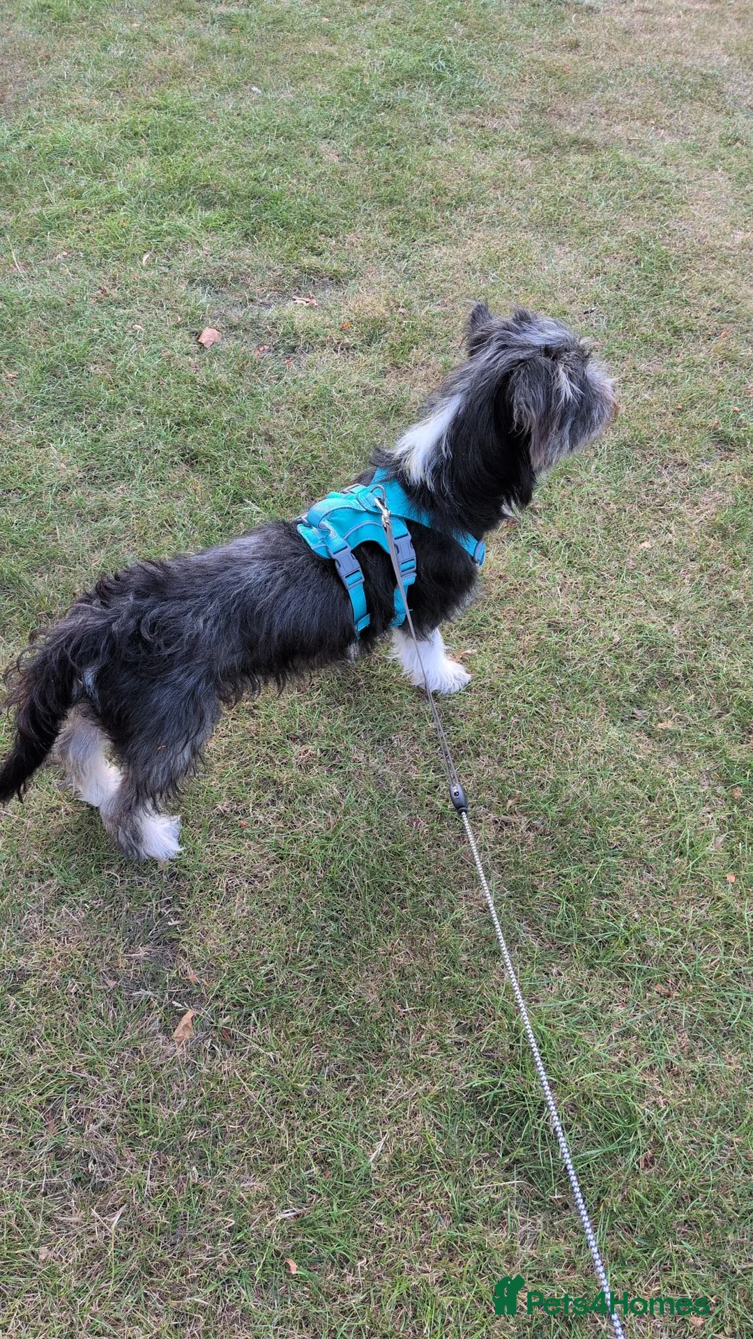 Mixed Breed dogs for adoption: Mixed breed shi Tzu / jack Russell/terrier mix  in Walsall - Advert 3