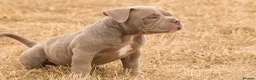 American Bully dogs for sale: Micro  Exotic  bullies - Advert 3