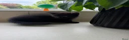 Mixed Breed cats for sale: Four kittens - Advert 14