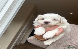 Maltipoo dogs for sale: Maltipoo - Image 5