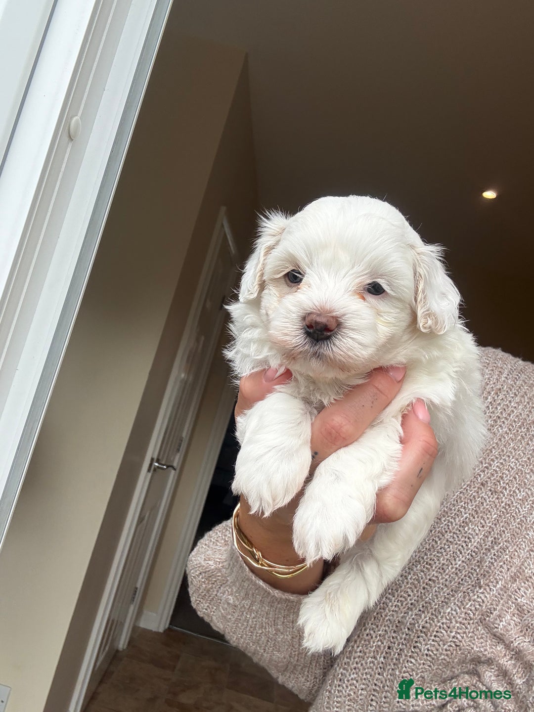 Maltipoo dogs for sale: Maltipoo - Image 5