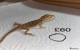 Bearded Dragon reptiles for sale: Various Baby Bearded Dragons For Sale - Advert 31