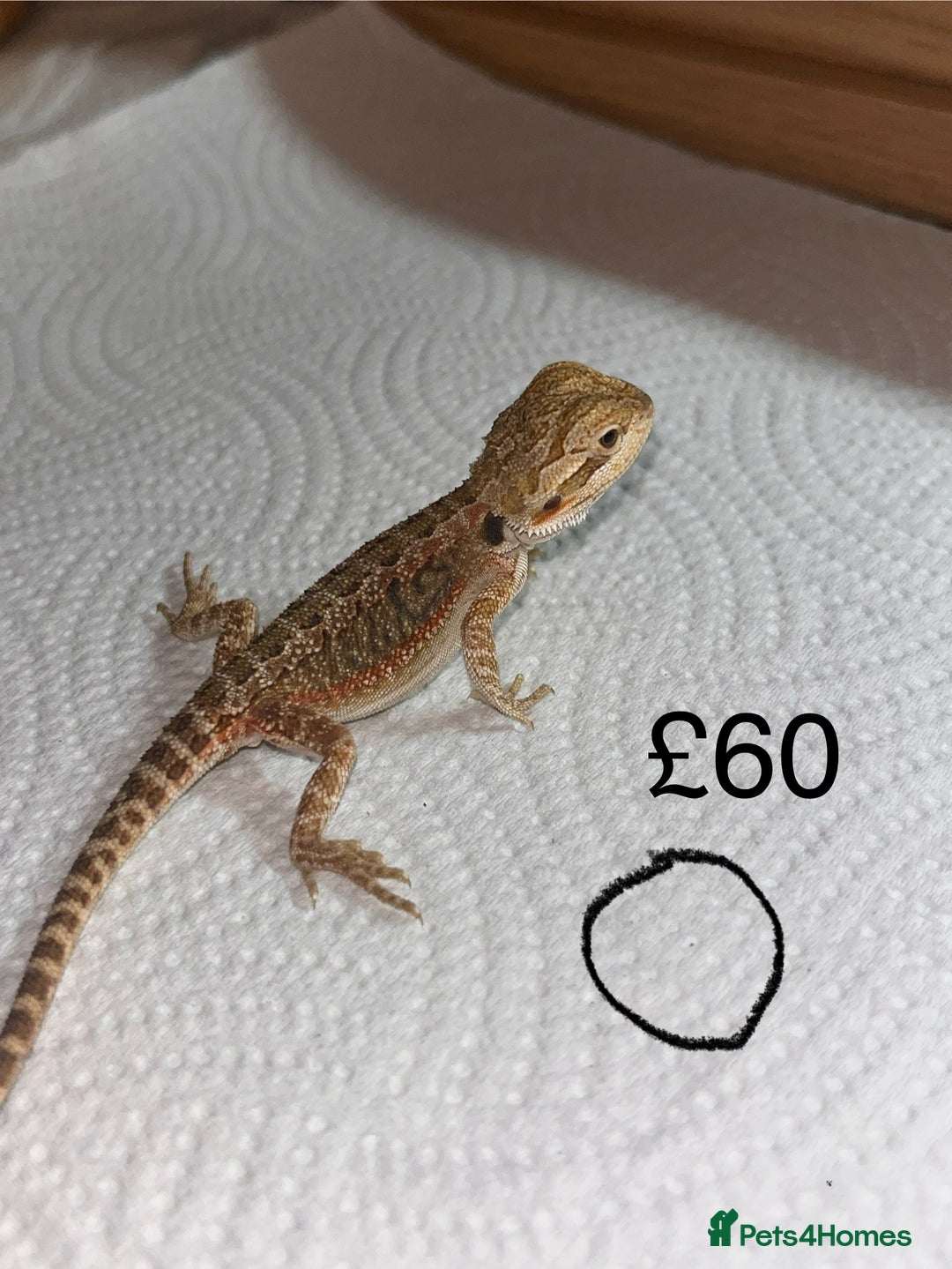 Bearded Dragon reptiles for sale: Various Baby Bearded Dragons For Sale - Advert 31