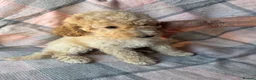Miniature Poodle dogs for sale: Moyen Poodle puppies *READY NOW* - Advert 13