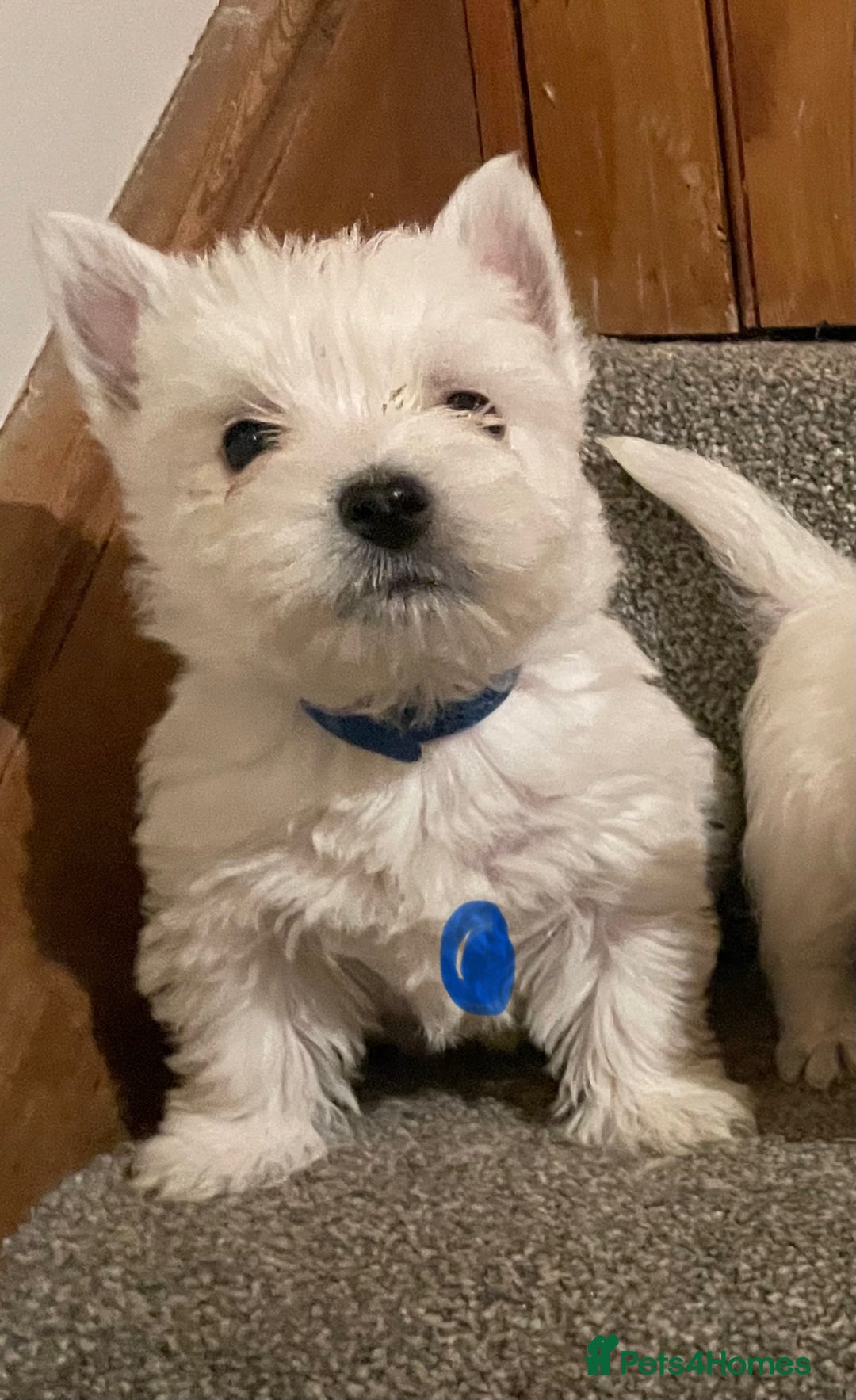 West Highland Terrier dogs for sale: Beautiful west highland puppies - Advert 7