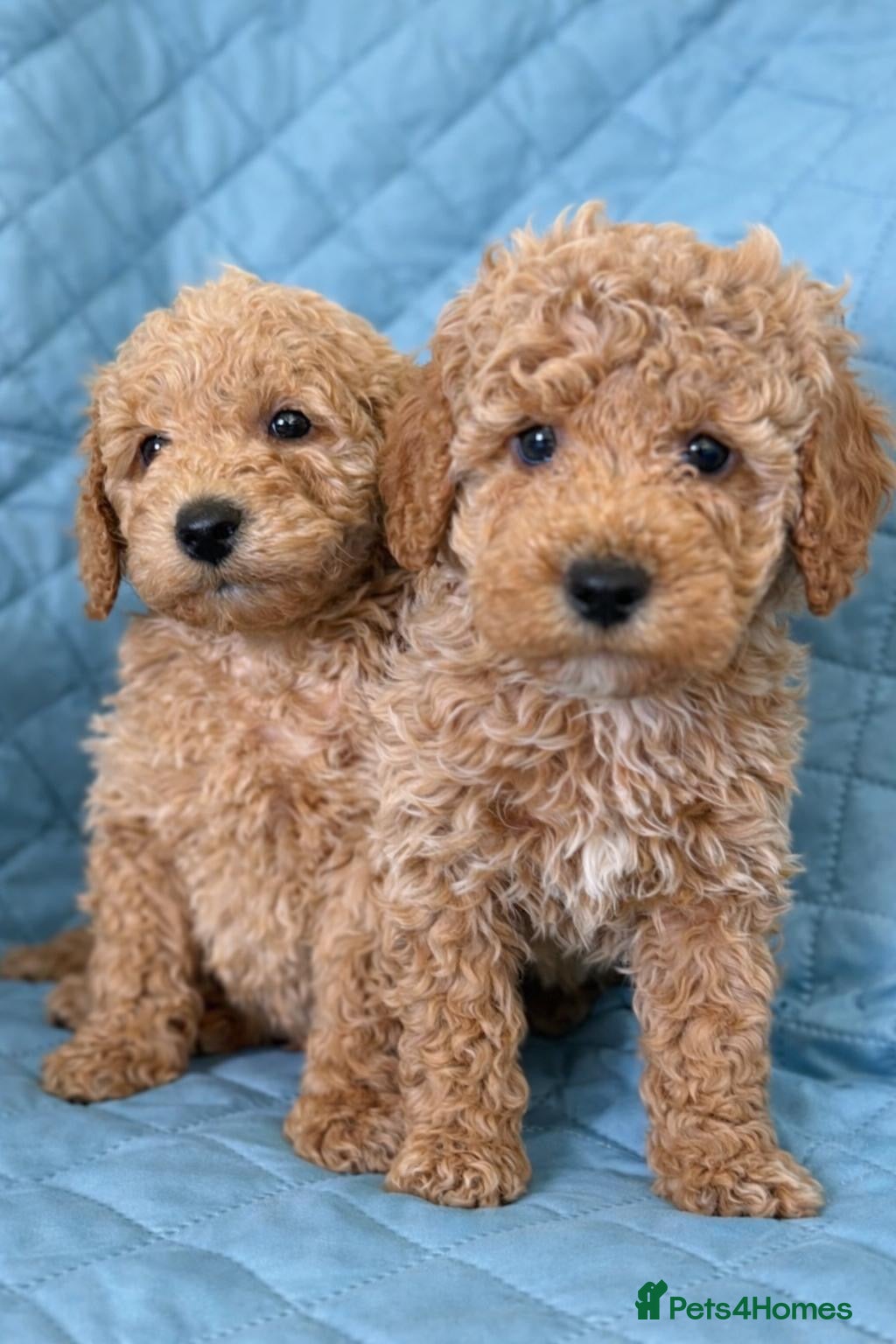 Cockapoo dogs Gorgeous F1b Cockapoo puppies  - Advert 2