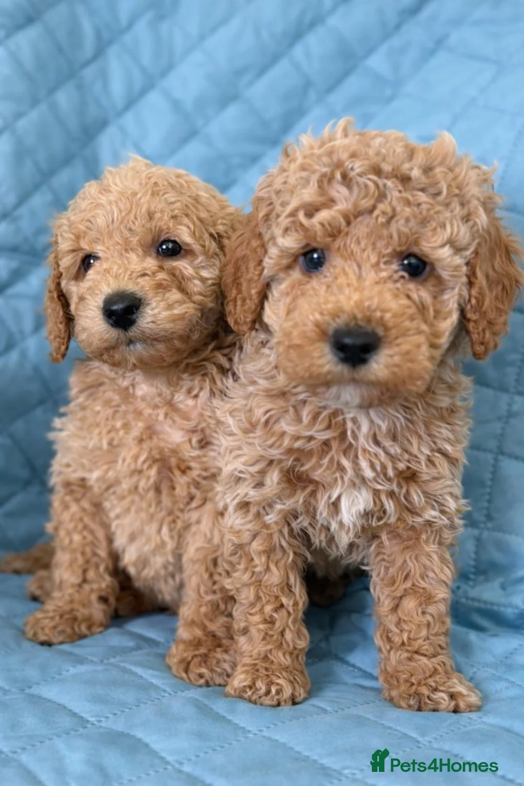 Cockapoo dogs for sale: Gorgeous F1b Cockapoo puppies  - Advert 2