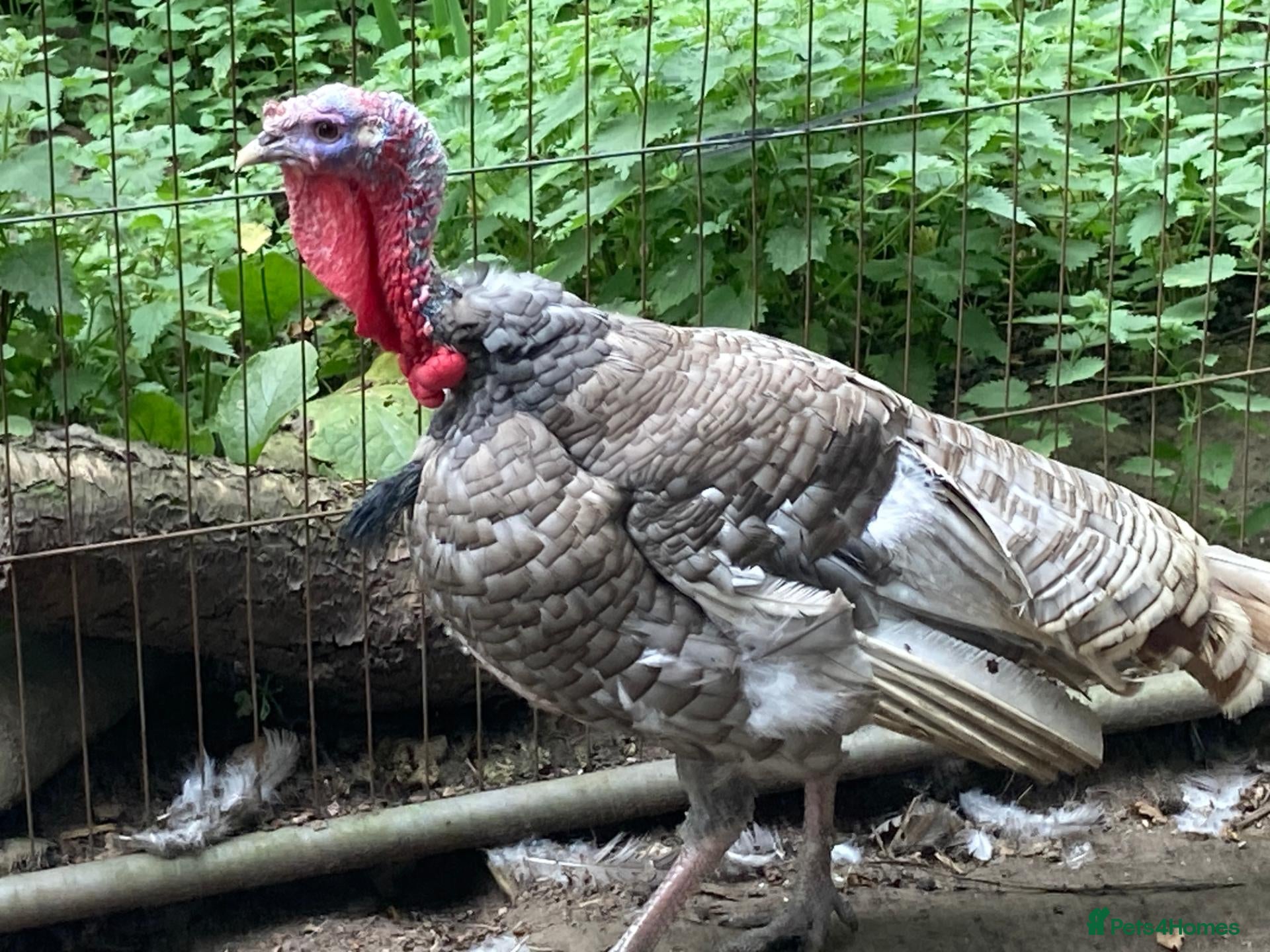 Turkeys poultry Lavender Turkey Breeding stag - Advert 1