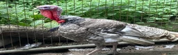 Turkeys poultry for sale: Lavender Turkey Breeding stag - Advert 1