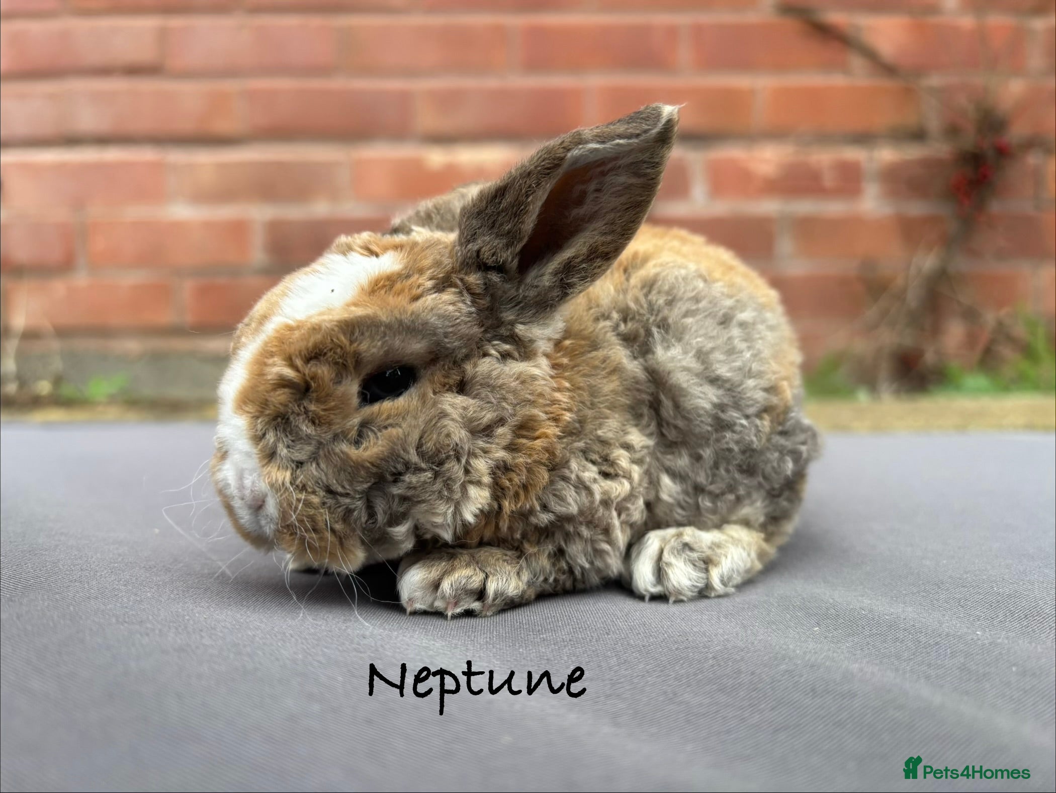 Mini Lop rabbits Pure Bred Mini Plush Lop  - Advert 1