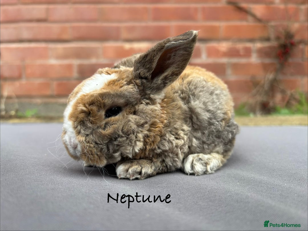 Mini Lop rabbits for sale: Pure Bred Mini Plush Lop  - Advert 1