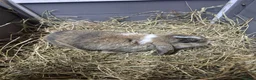 Mini Lop rabbits for sale: 8 week old mini lop rabbits for new home  - Advert 8