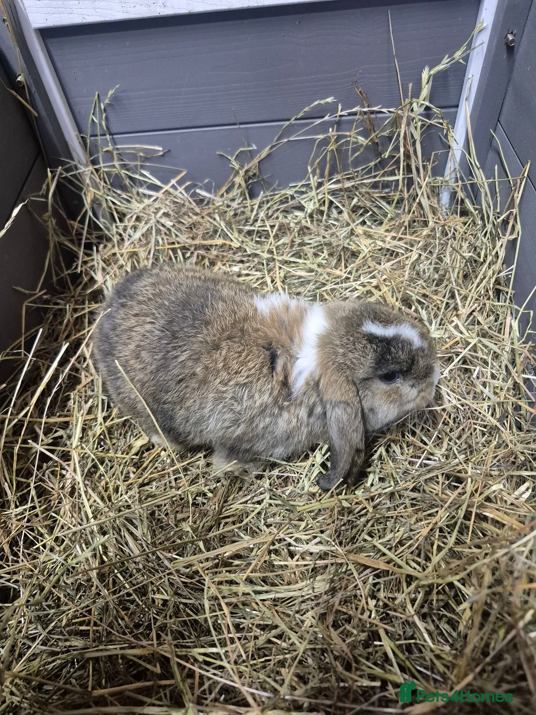 Mini Lop rabbits for sale: 8 week old mini lop rabbits for new home  - Advert 8