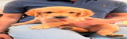 Golden Retriever dogs for sale: Golden Retriever puppies - Advert 7